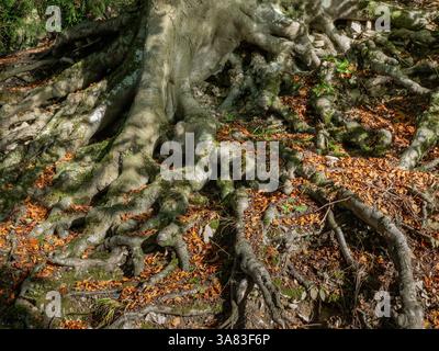 Base of an old tree with gnarled, exposed roots surrounded by fallen autumn leaves, illuminated by dappled sunlight from the branches above. UK Stock Photo