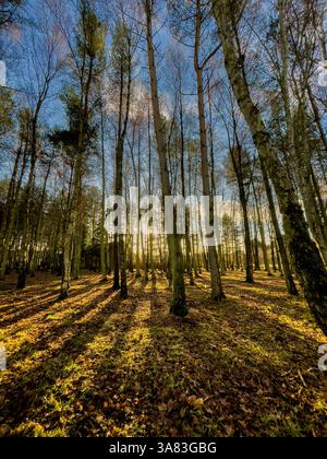 Sunlight streaming through deciduous and coniferous trees creating long shadows on Strensall Common, seen against a blue sky. York, UK Stock Photo