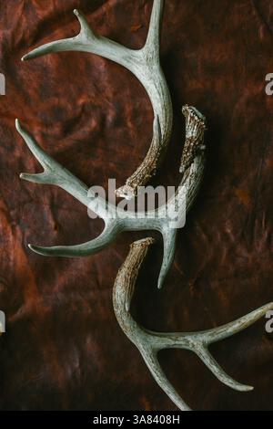 Three Deer Antlers on a Brown Leather Background Stock Photo