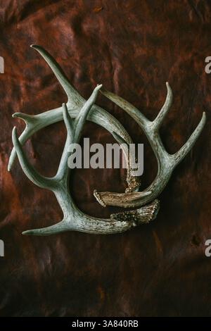 Three Deer Antlers on a Brown Leather Background Stock Photo