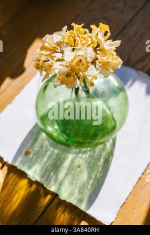 Dried Daffodil Flowers in a Green Vase on a White Background Stock Photo