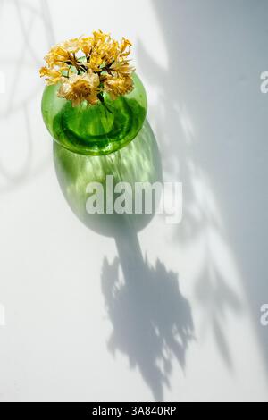 Dried Daffodil Flowers in a Green Vase on a White Background Stock Photo