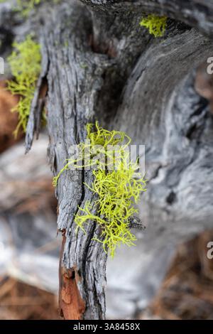 Bright green lichen growing on weathered gray tree bark Stock Photo