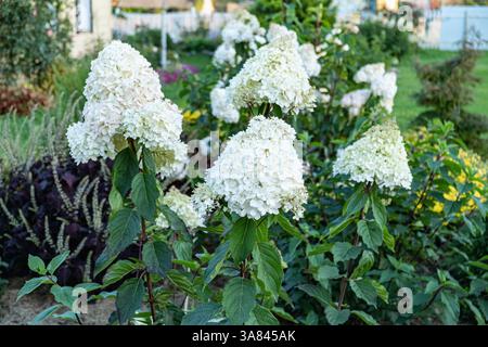 A close-up of lush white Hydrangea paniculata flowers blooming in a summer garden, surrounded by green foliage. Perfect for themes of nature, landscap Stock Photo