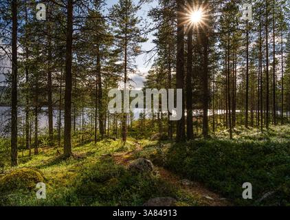 Sunlight shines through pine tree branches illuminating a winding path leading to a tranquil lake. Lush forest floor with blueberry bushes and moss Stock Photo