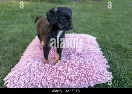Black brown cute puppy stands on pink fur pillow lying on grass. Favorite pet. Cozy childhood of pets Stock Photo