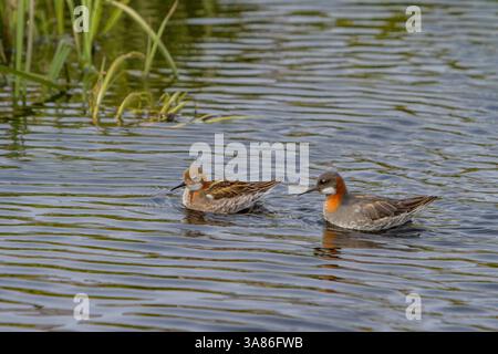 adult-red-necked-phalaropes-phalaropus-lobatus-in-breeding-plumage-on