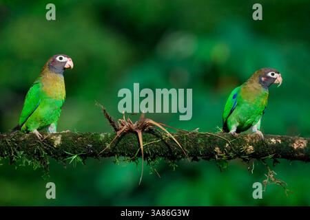 Two Brown-hooded Parrots (Pyrilia haematotis) sitting on a branch, Costa Rica Stock Photo