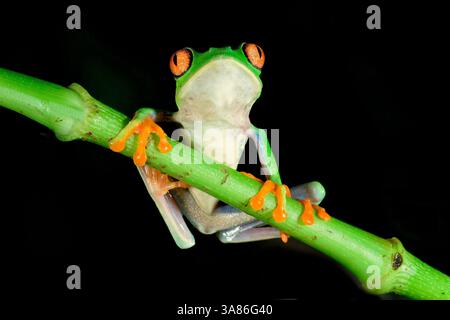 Red-eyed tree frog (red-eyed leaf frog) (Agalychnis callidryas) on a branch, Costa Rica Stock Photo
