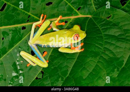 Red-eyed tree frog (red-eyed leaf frog) (Agalychnis callidryas) sitting on leaf, Costa Rica Stock Photo