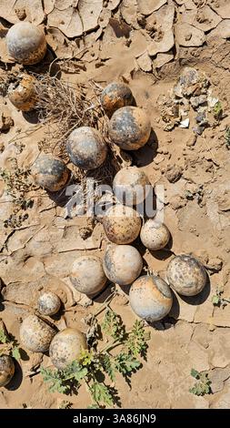 Tiny melons, Tibesti Mountains, Chad Stock Photo