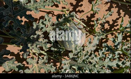 Tiny melons, Tibesti Mountains, Chad Stock Photo