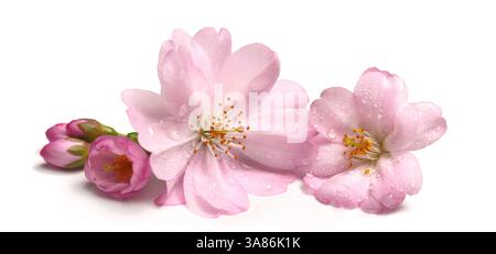 Beautiful pink cherry blossoms closeup in spring, with water droplets, isolated on pure white Stock Photo