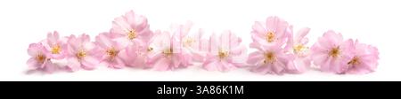 Isolated cherry blossoms as a banner on white background. Soft pastel pink spring flowers in a row. Stock Photo
