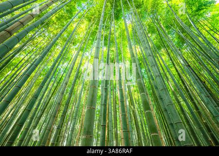 Towering bamboo trees forming a natural canopy in the Arashiyama Bamboo Forest, Kyoto, Honshu, Japan Stock Photo