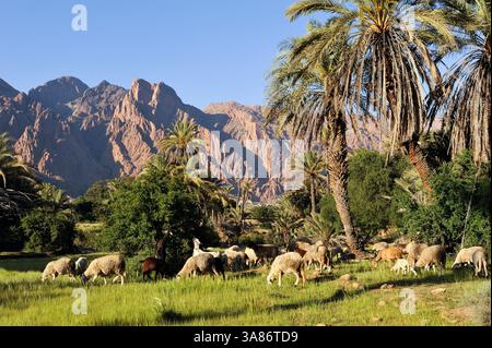 A shepherd with his sheep and goats in the Anti Atlas mountains of ...