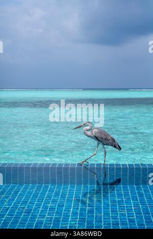 Grey Heron (Maakana) on the edge of a swimming pool overlooking the lagoon on an exotic Island in The Maldives, Indian Ocean Stock Photo