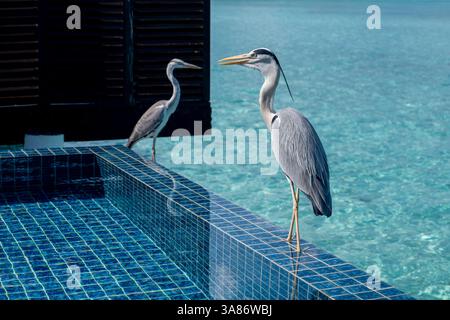 Two Grey Herons (Maakana) on the edge of a swimming pool overlooking the lagoon on an exotic Island in The Maldives, Indian Ocean Stock Photo