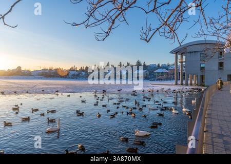 View of swans and ducks with Iceland model building in the city centre of Reykjavik in winter, Reykjavik, Iceland Stock Photo