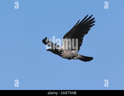 Hooded crow (Corvus cornix) flying in the blue sky in spring. Stock Photo