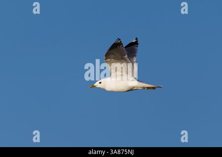 Common Gull (Larus canus) flying in the sky in spring. Stock Photo