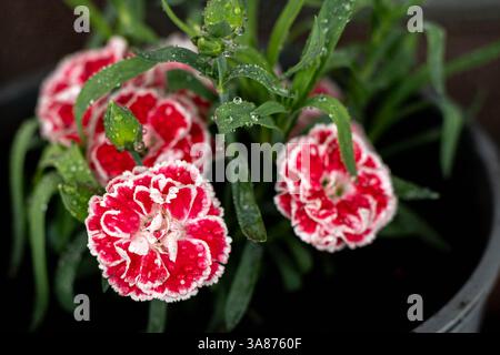 very beautifully colored carnation flowers, in gradients, whith white and red, covered in raindrops with a blurred background of green leaves Stock Photo
