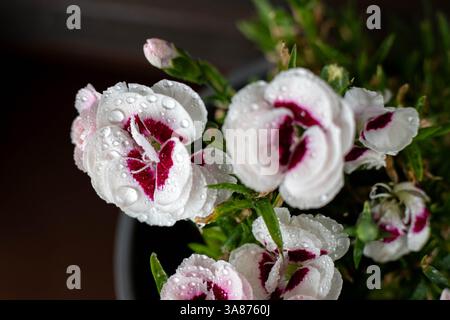 very beautifully colored carnation flowers, in gradients,whith white and purple covered in raindrops with a blurred background of green leaves Stock Photo