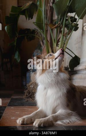 A brown and white Australian Shepherd dog looks up with an open mouth. Close-up, pet portrait, indoor setting Stock Photo