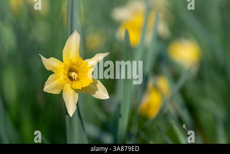Close-up shot of a yellow daffodil blooming in the spring sun, isolated on a blurred greenery background. Stock Photo