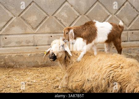 Baby goat climbing on top of sitting mother sheep. Funny image of goat and ewe. Close up image of livestock farm life. Copy space. Stock Photo
