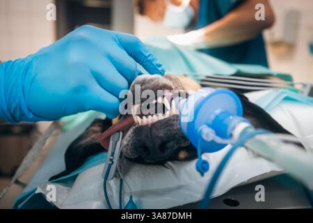Dog in operating room is anesthetized and connected to breathing mask in veterinary clinic. Stock Photo