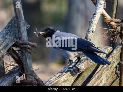 Hooded crow Stock Photo