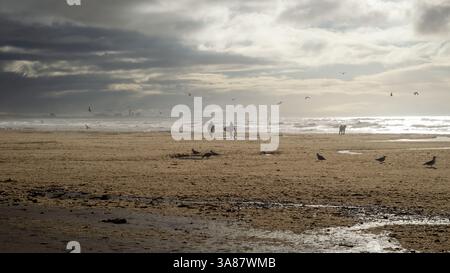Two surfers walk on IJmuiden beach with waves, seagulls, and dramatic clouds in the background. Shot in 16:9 aspect ratio Stock Photo
