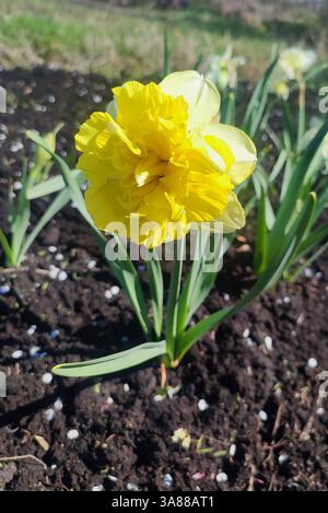 Large large yellow narcissus flower on green stem with green leaves growing in black ground on sunny spring day. Cultivated varietal flower daffodil. Stock Photo