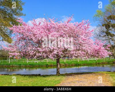 Flowering Cherry tree (Prunus) at edge of river - Preuilly-sur-Claise, Indre-et-Loire (37), France. Stock Photo