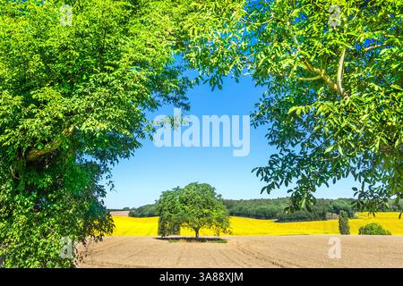 View of Walnut tree standing in corn field looking through foreground Walnut trees - sud-Touraine, France. Stock Photo