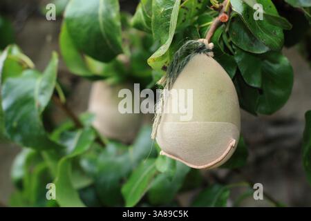 Pyrus communis 'Beurre Hardy'. Espaliered pears supported and protected in an expandable sling - tights, nylons. UK Stock Photo