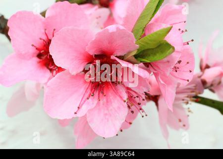 Nectarine 'Pineapple' fruit tree blossoms growing against a white wall in a greenhouse. UK. Pale skinned nectarine with slight pineapple flavour Stock Photo