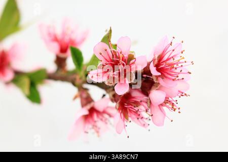 Peach blossom. Peach tree 'Royal George' blossoms in spring in a glasshouse. UK Also called Peach Grimwood's Royal George. Prunus persica Stock Photo