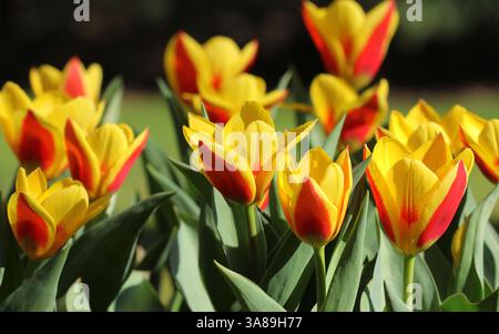 A close up of the beautiful red and yellow Tulip 'Stresa' Stock Photo