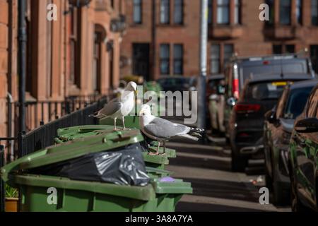 Urban seagulls scavenging on wheelie bins in a residential street in Govan, Glasgow, Scotland. Stock Photo