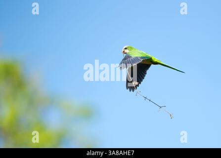 Monk parakeet in flight with nesting material in its beak, Pantanal, Brazil. Stock Photo