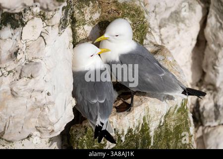 Kittiwakes nesting on a sea cliff edge, UK. Stock Photo