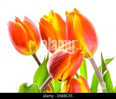 Bright Orange and Yellow Tulips Against a High Key Background Stock Photo