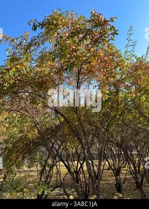 The majestic weeping willow, bathed in sunlight, displays its golden foliage Stock Photo