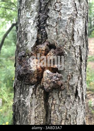 Tree mushroom chaga on a tree trunk, growing from a crack in the tree bark Stock Photo