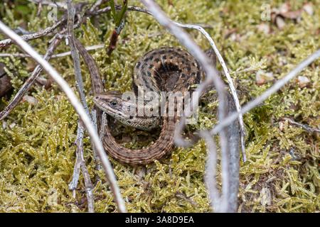 Male common lizard (Zootoca vivipara) basking on moss in heathland, Surrey, England, UK Stock Photo