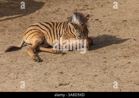 A small baby Zebra - Hippotigris lies on the ground. Stock Photo