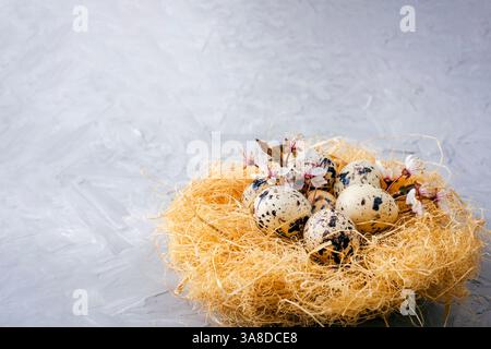Quail eggs in straw nest with cherry blossom on gray background. Easter concept. Closeup, copy space. Stock Photo