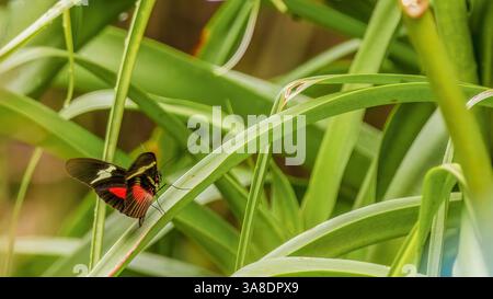 View of an exotic yellow longwing  butterfly resting on long leaf, in a garden near the colonial town f Villa de Leyva in central Colombia. Stock Photo